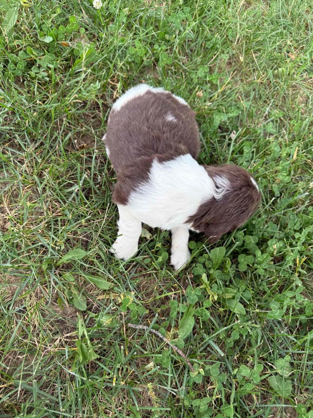 English Springer Spaniel Puppies media 5