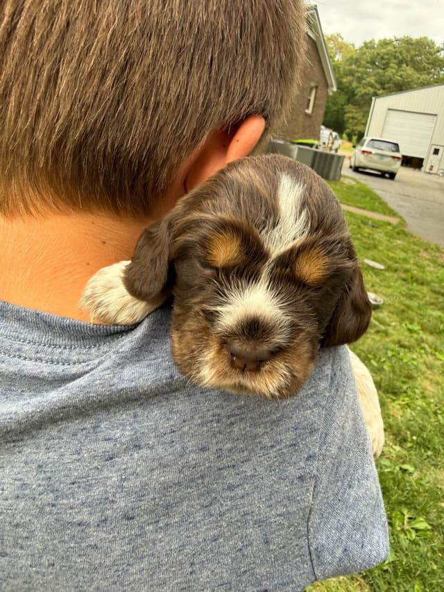 English Springer Spaniel Puppies media 7
