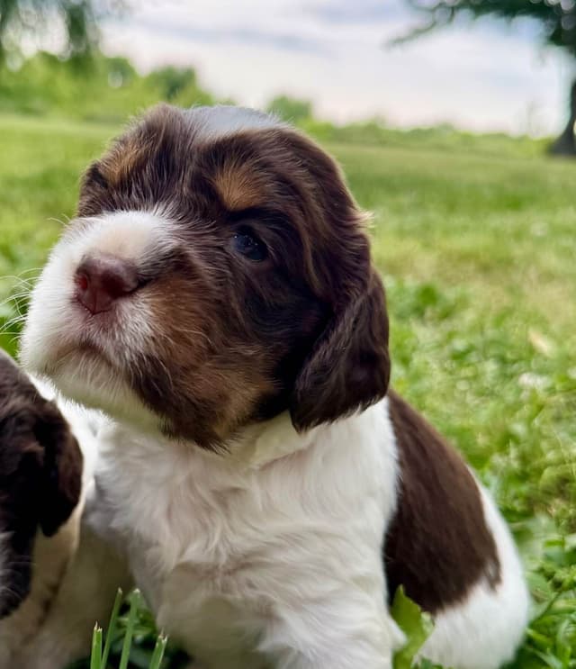 English Springer Spaniel Puppies media 6