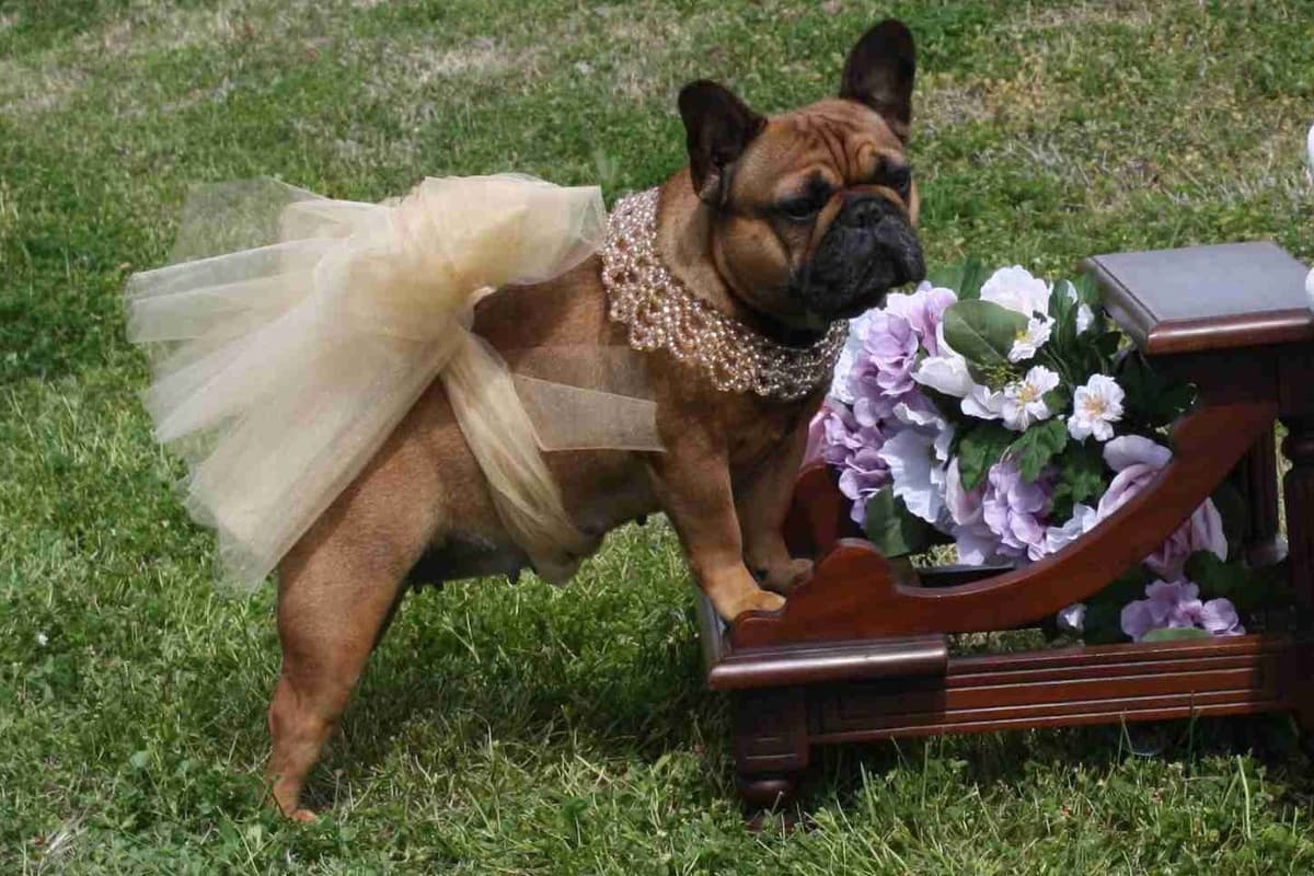 French Bulldog Puppies breeder image 3