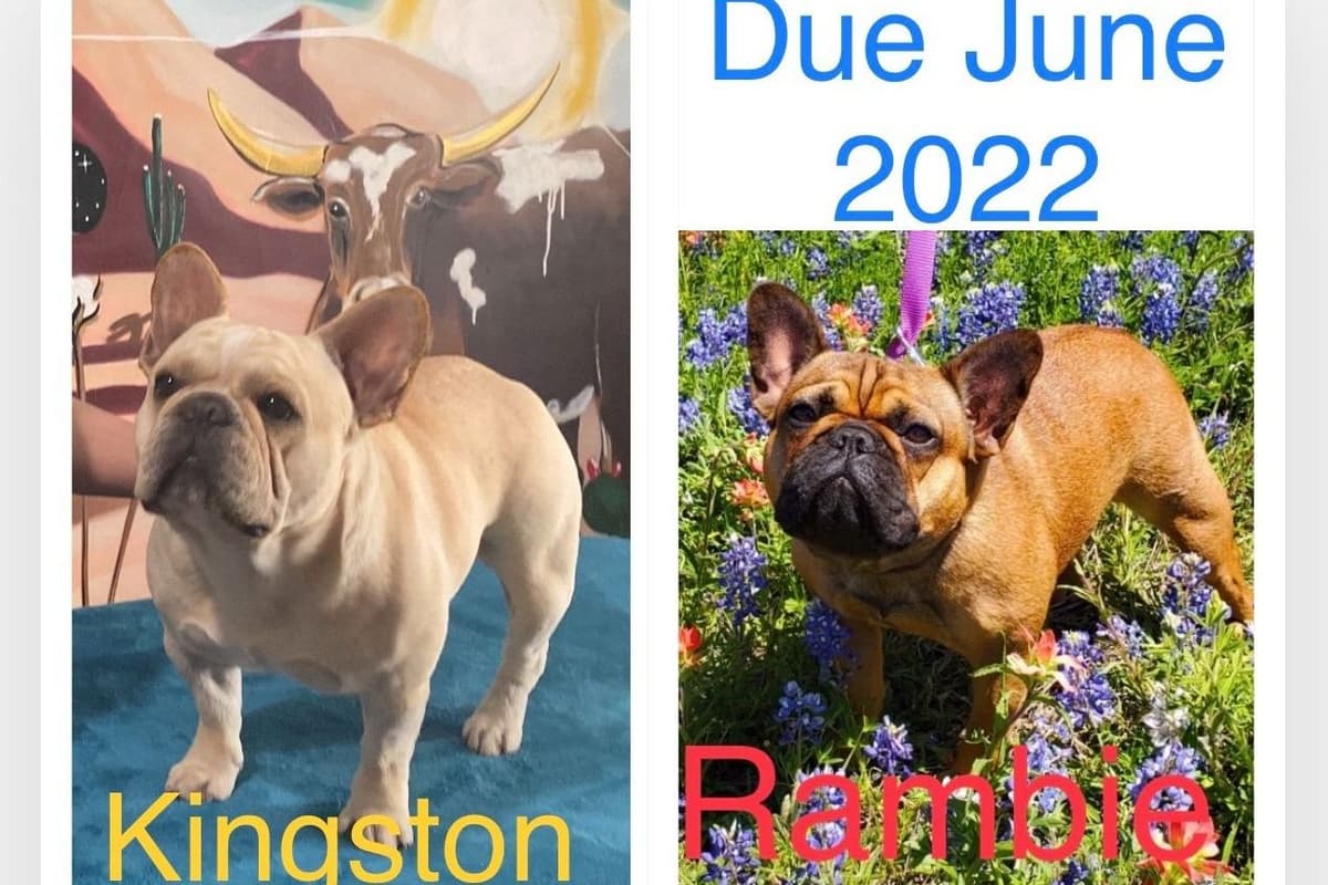 French Bulldog Puppies breeder image 2
