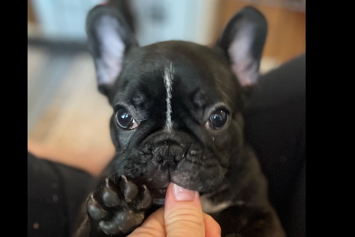 French Bulldog Puppies breeder image 4