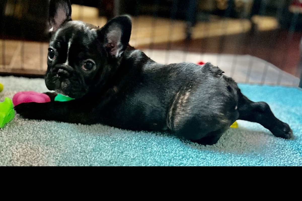 French Bulldog Puppies breeder image 5