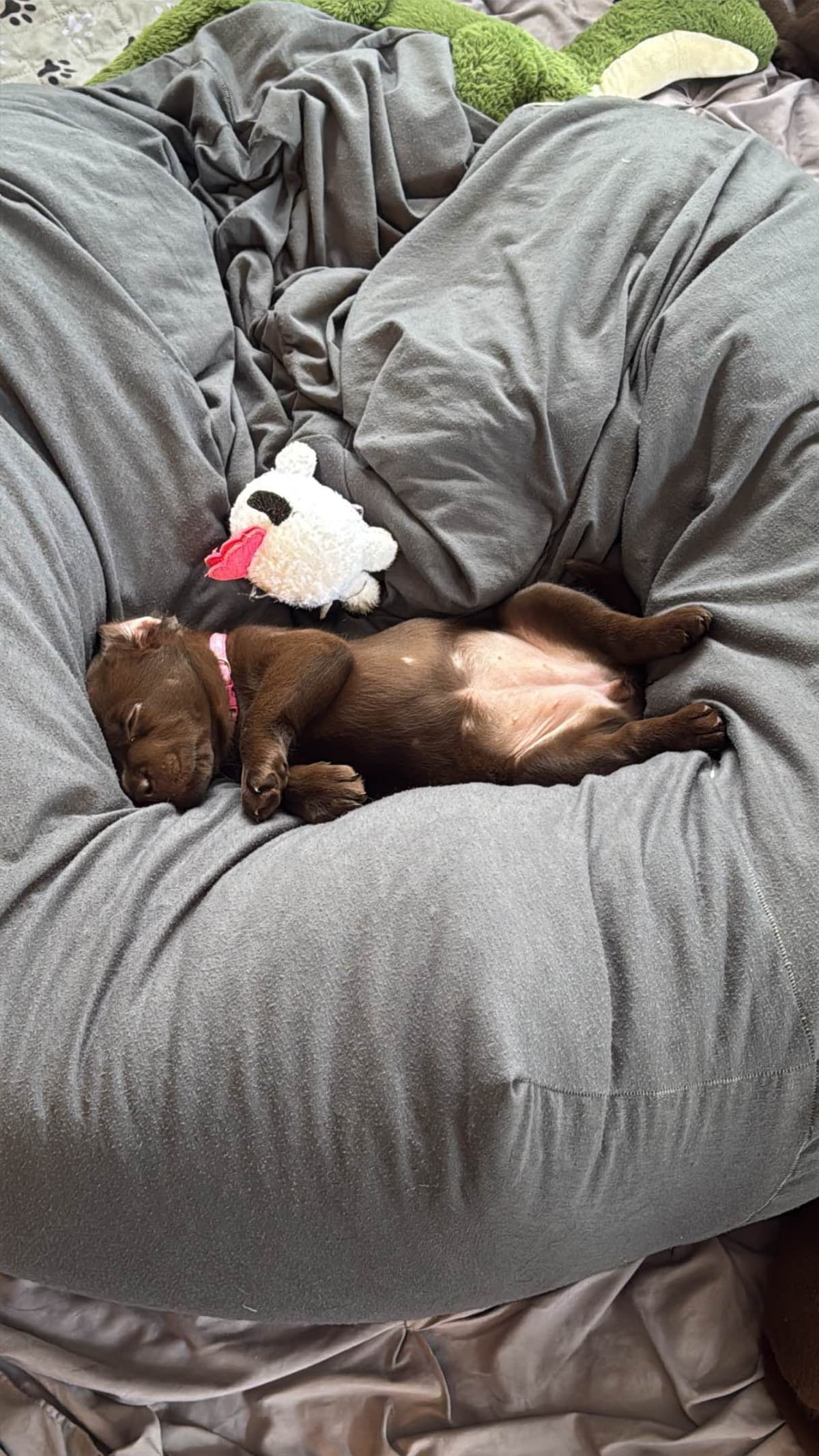 Labrador Retriever Puppies breeder image 3