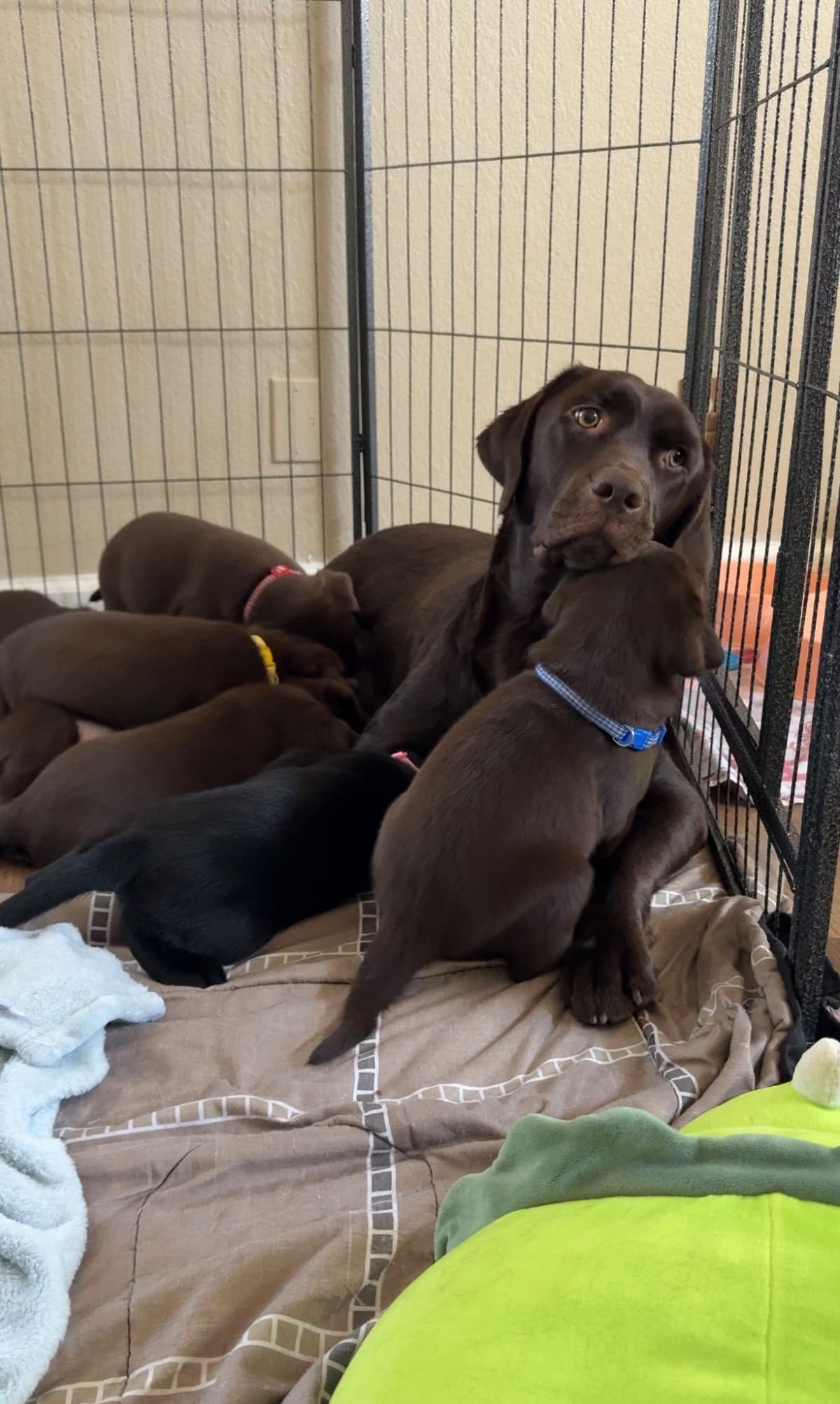 Labrador Retriever Puppies breeder image 4