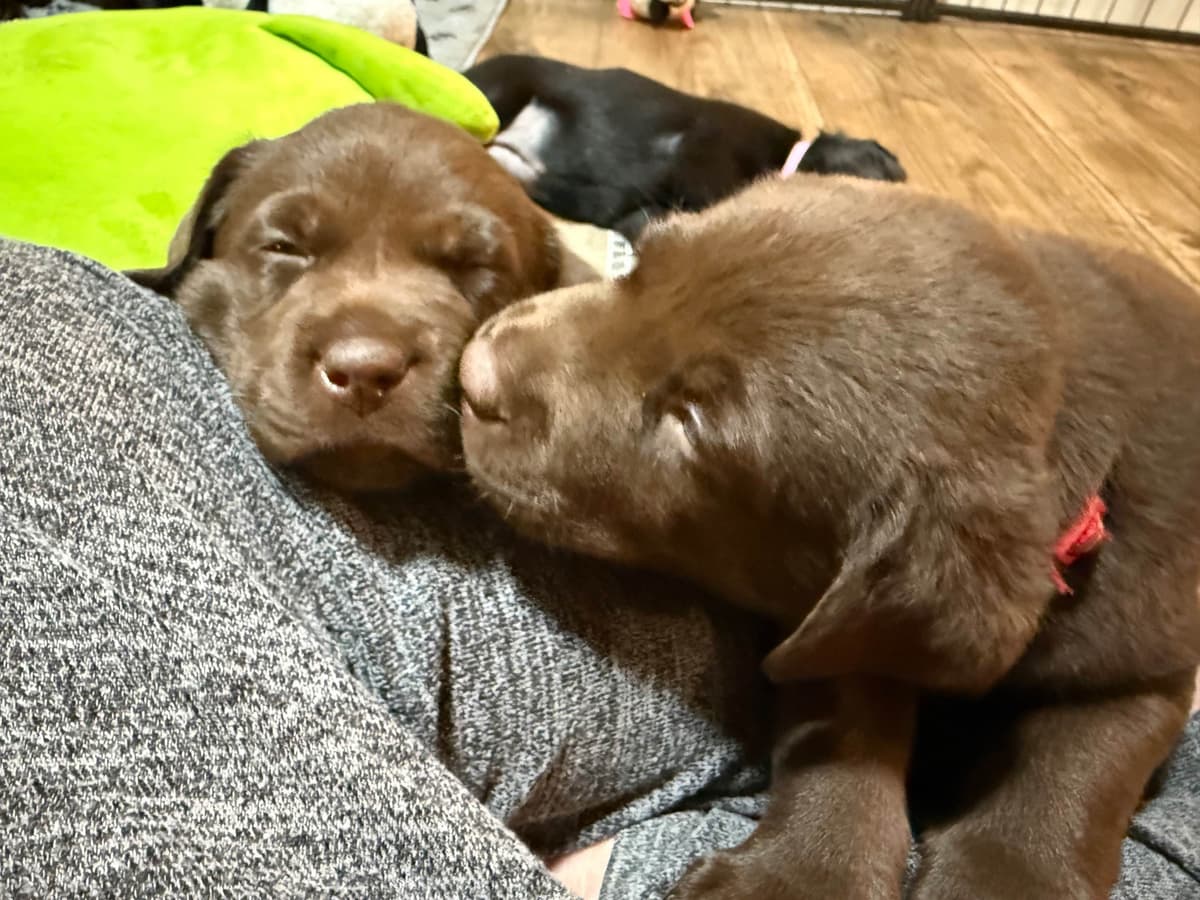 Labrador Retriever Puppies breeder image 5