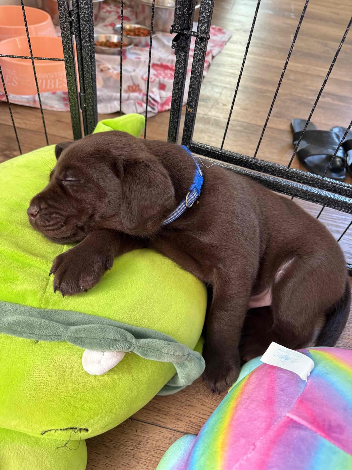 Labrador Retriever Puppies breeder image 6