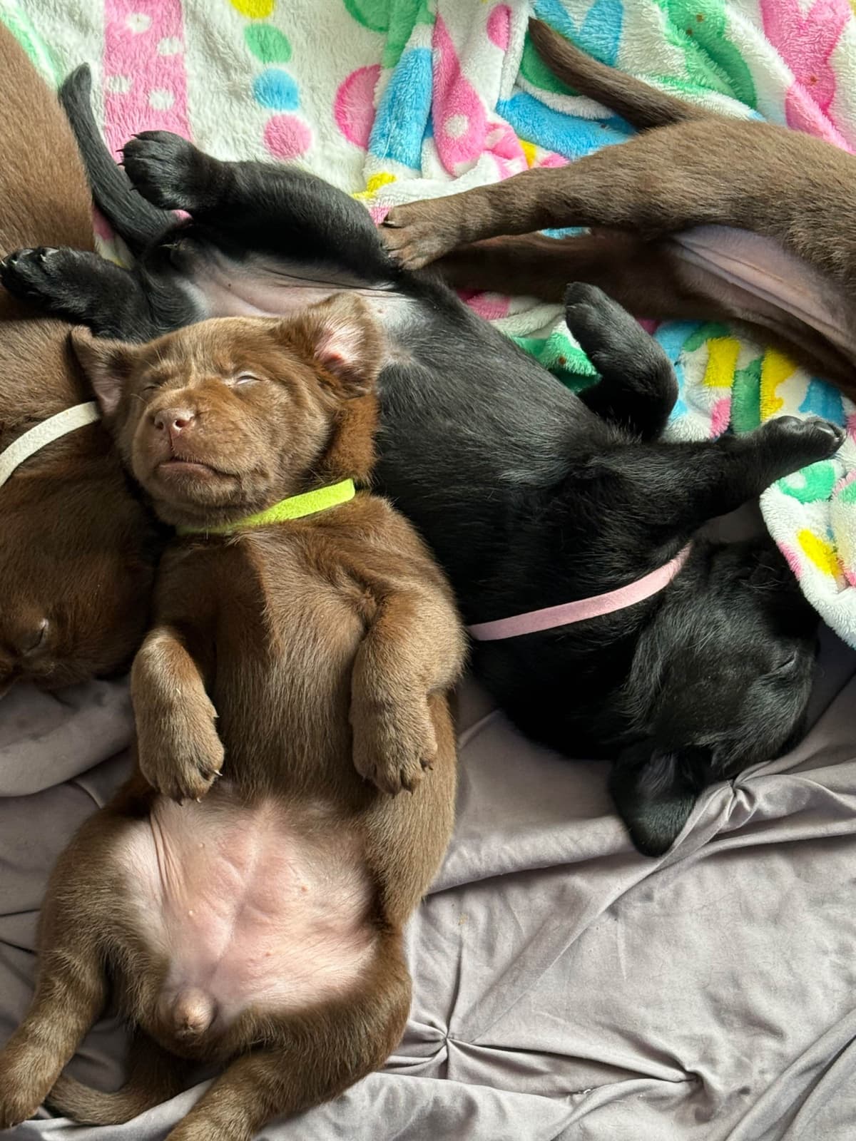 Labrador Retriever Puppies breeder image 7
