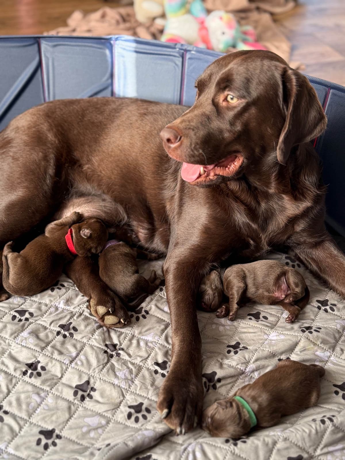 Labrador Retriever Puppies breeder image 8