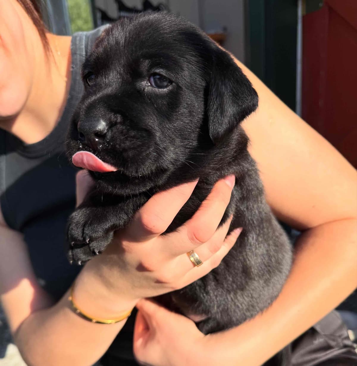 Labrador Retriever Puppies breeder image 1