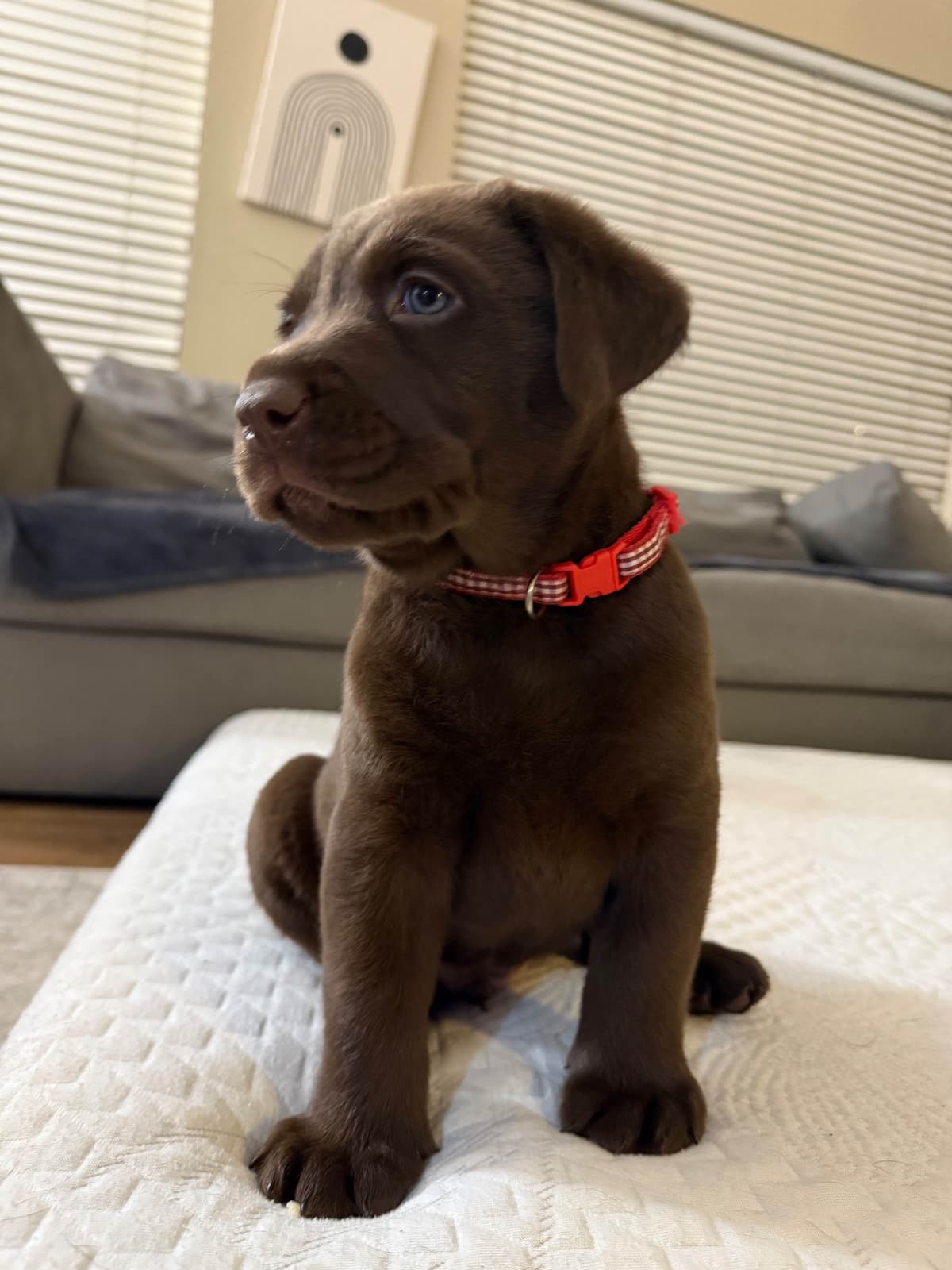 Labrador Retriever Puppies breeder image 9