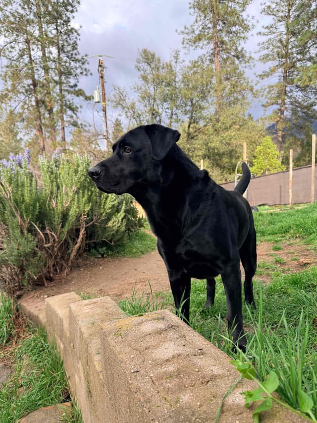 Labrador Retriever Puppies media 2