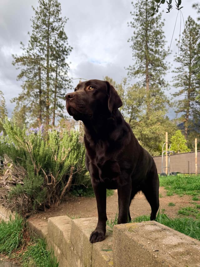 Labrador Retriever Puppies media 3