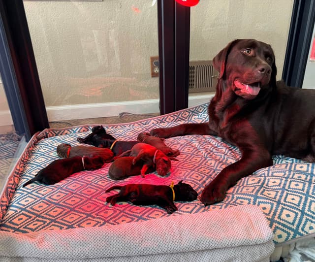Labrador Retriever Puppies media 4