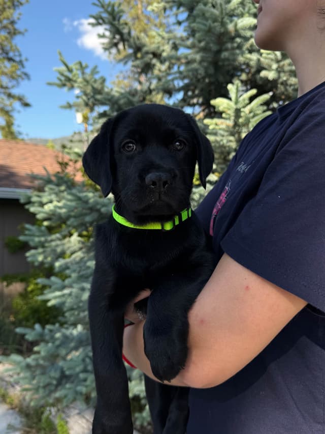 Labrador Retriever Puppies media 6