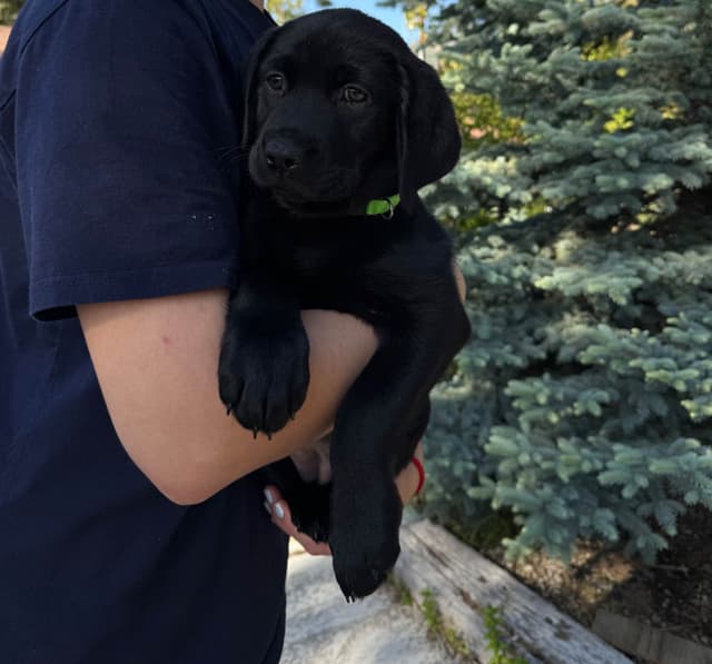 Labrador Retriever Puppies media 7