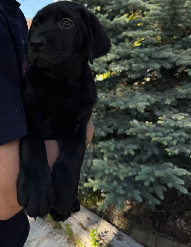 Labrador Retriever Puppies media 8