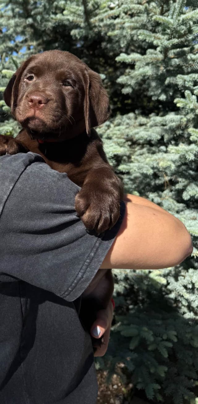Labrador Retriever Puppies media 9