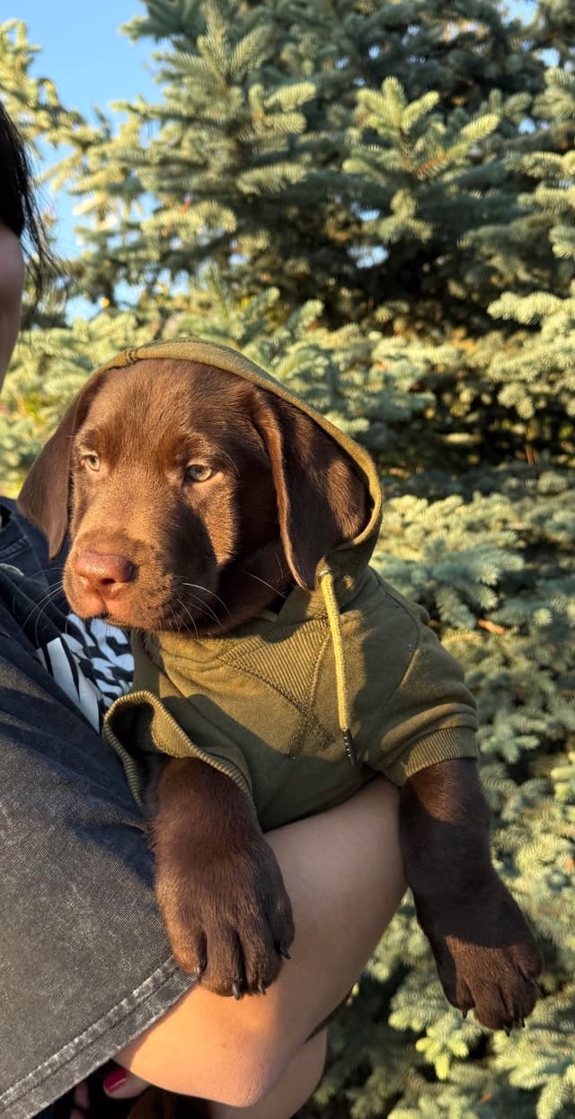 Labrador Retriever Puppies media 10