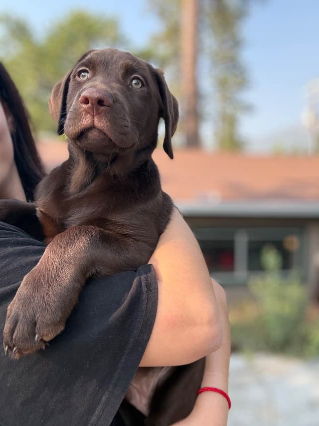 Labrador Retriever Puppies media 11