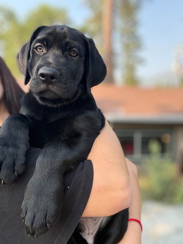 Labrador Retriever Puppies media 12