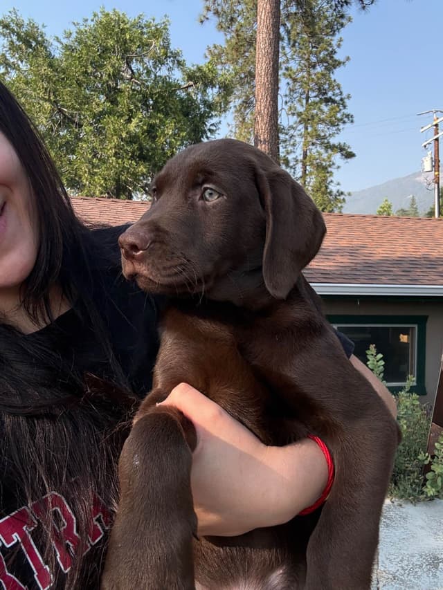 Labrador Retriever Puppies media 13