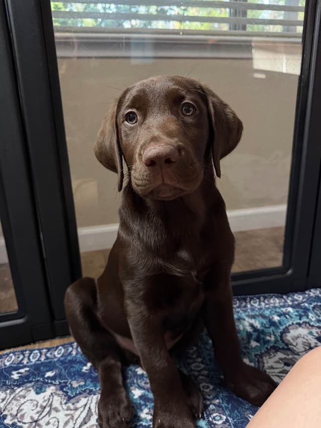 Labrador Retriever Puppies media 14