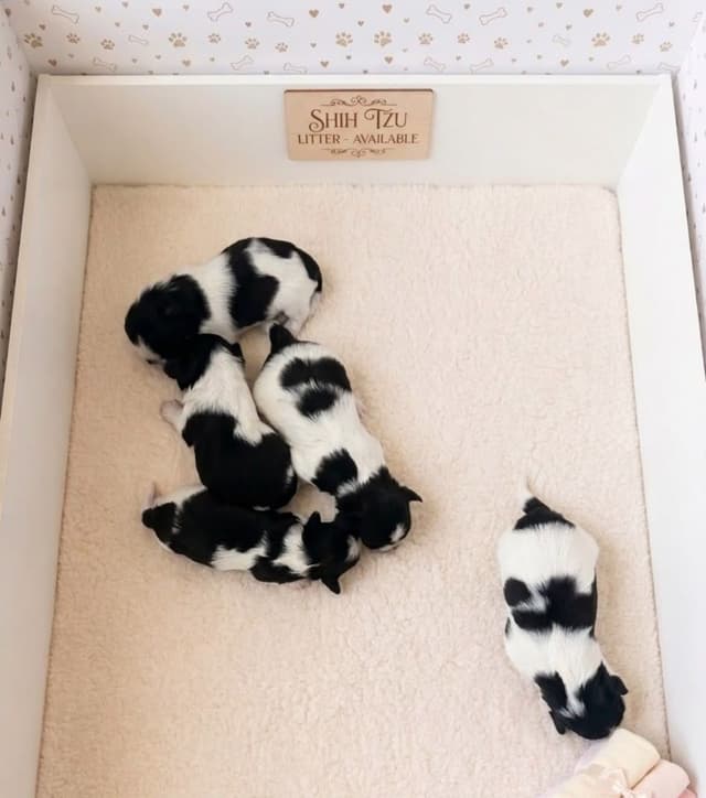 Shih Tzu Puppies media 6