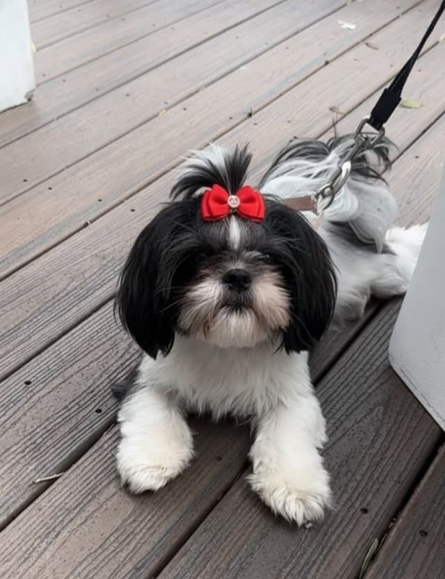 Shih Tzu Puppies media 8