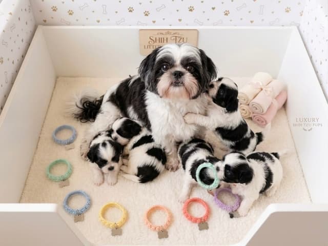 Shih Tzu Puppies media 5