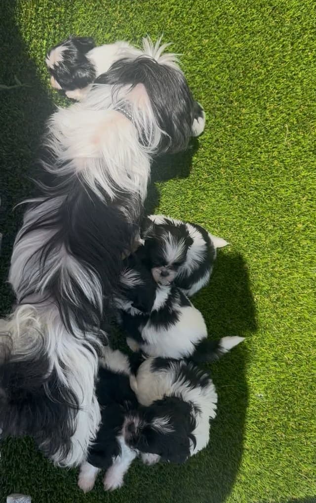 Shih Tzu Puppies media 3