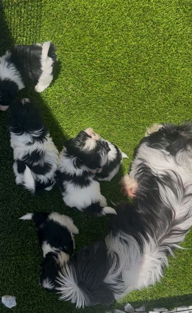 Shih Tzu Puppies media 4