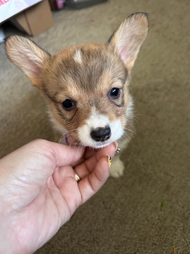 Pembroke Welsh Corgi Puppies media 2