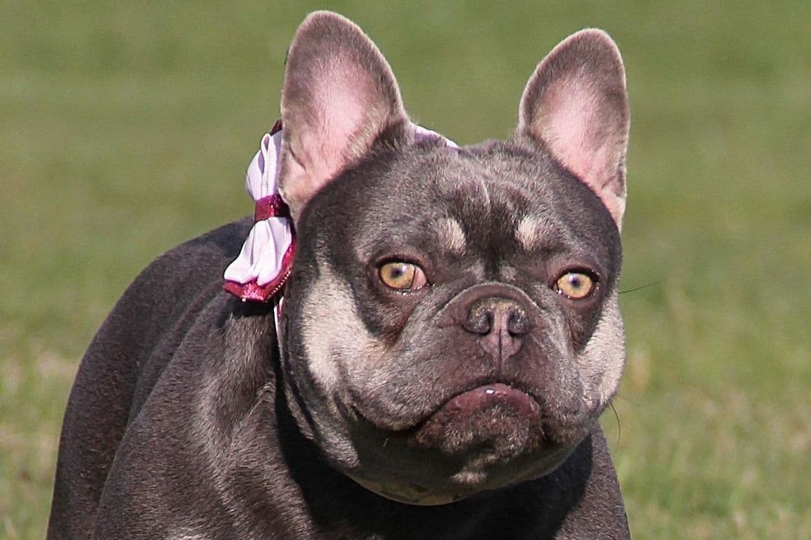 French Bulldog Puppies breeder image 1