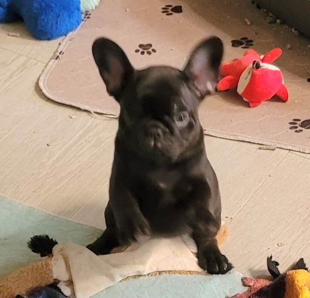 French Bulldog Puppies media 3
