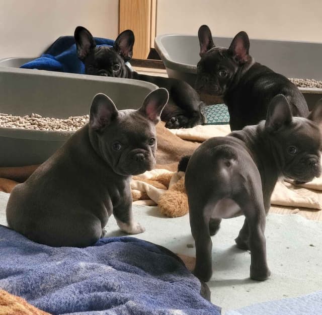 French Bulldog Puppies media 5