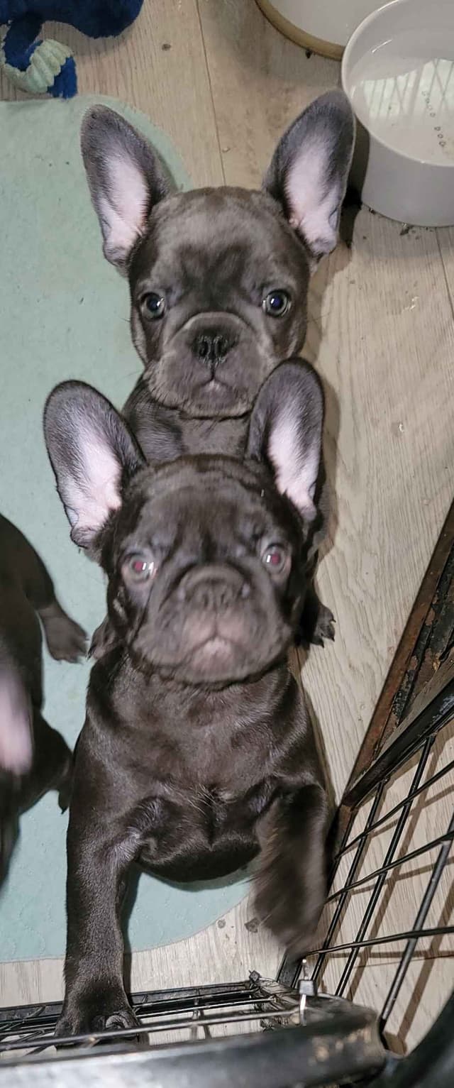 French Bulldog Puppies media 6