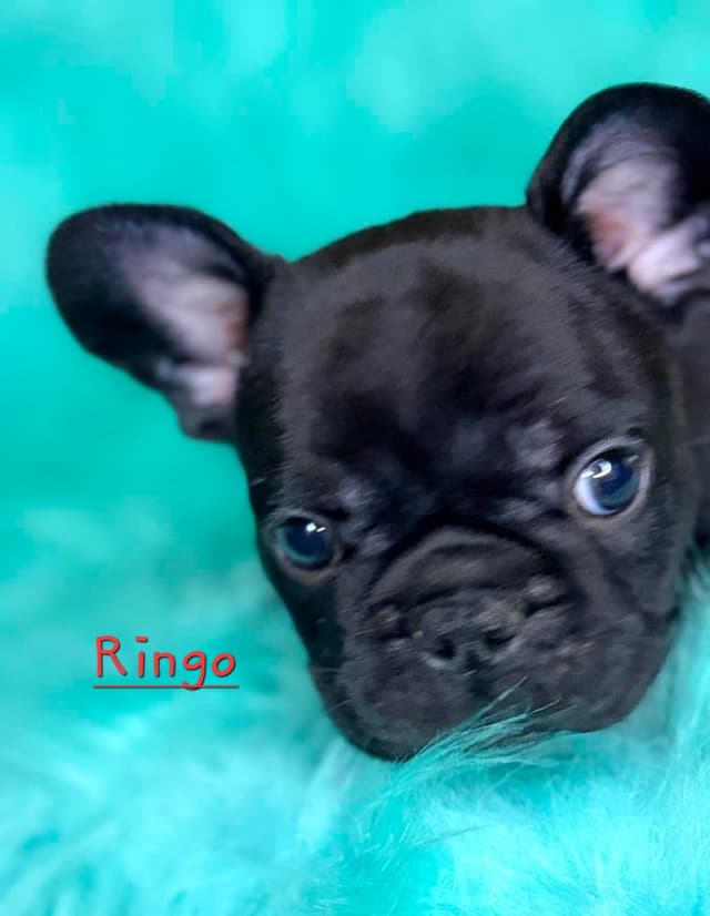 French Bulldog Puppies media 7