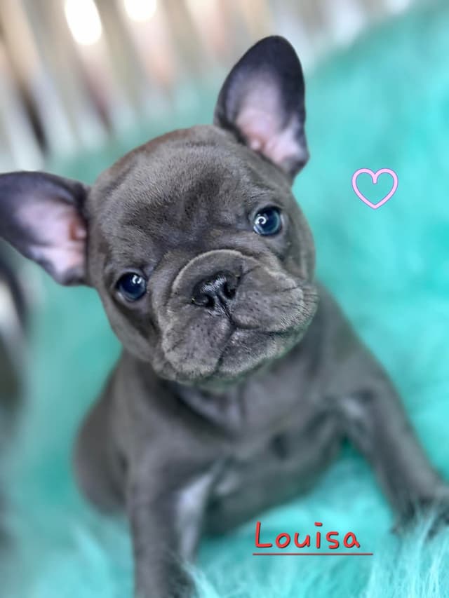 French Bulldog Puppies media 11