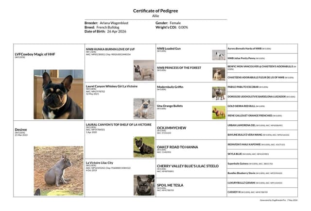 French Bulldog Puppies media 8