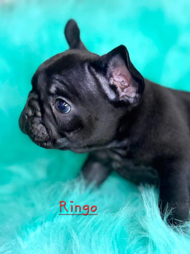 French Bulldog Puppies media 9