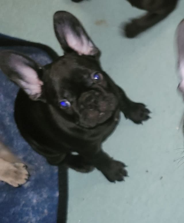 French Bulldog Puppies media 10