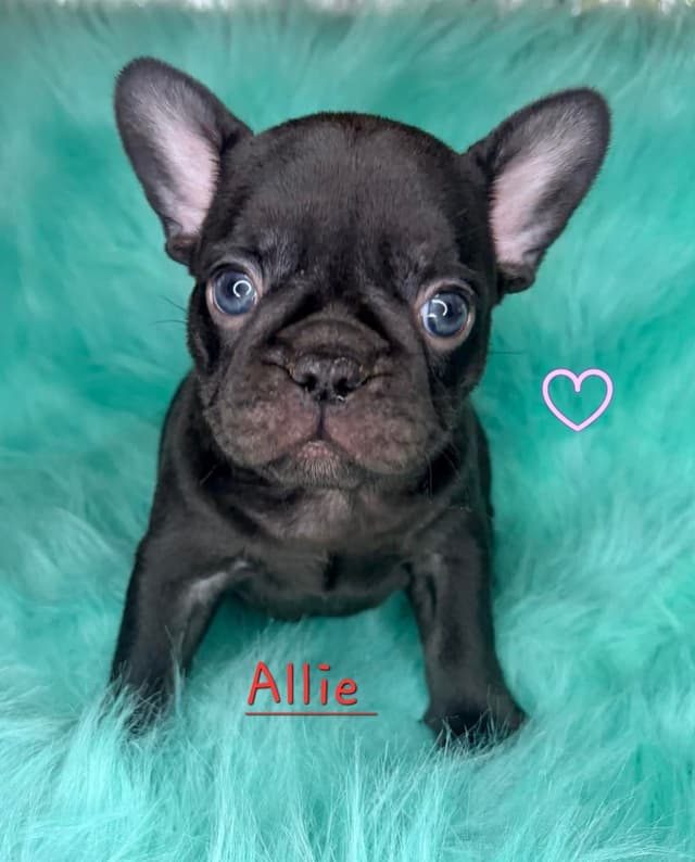 French Bulldog Puppies media 12