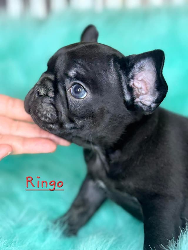 French Bulldog Puppies media 14