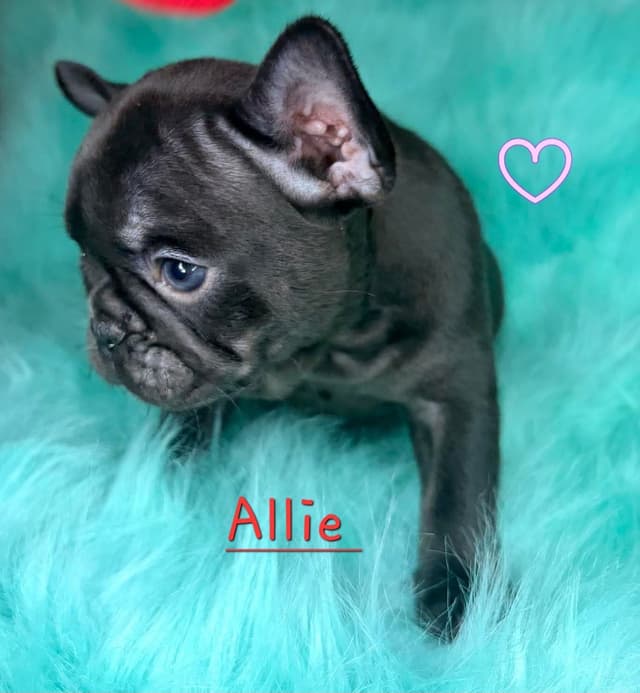 French Bulldog Puppies media 15
