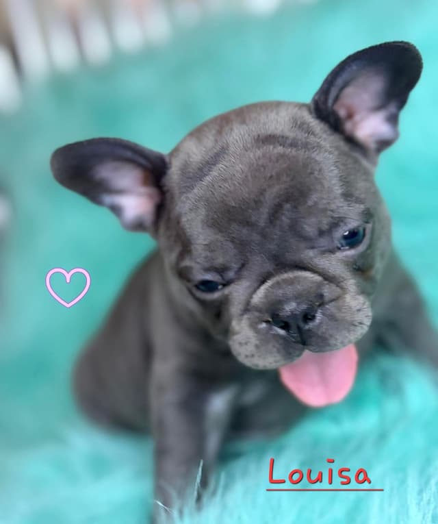 French Bulldog Puppies media 17