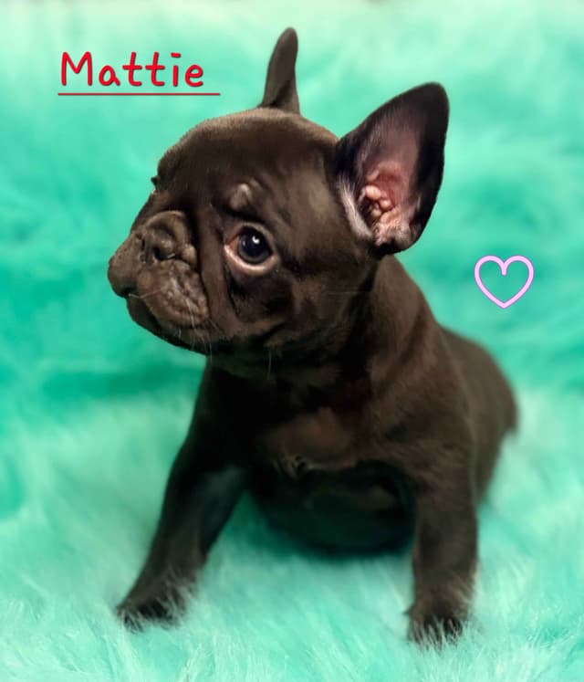 French Bulldog Puppies media 19