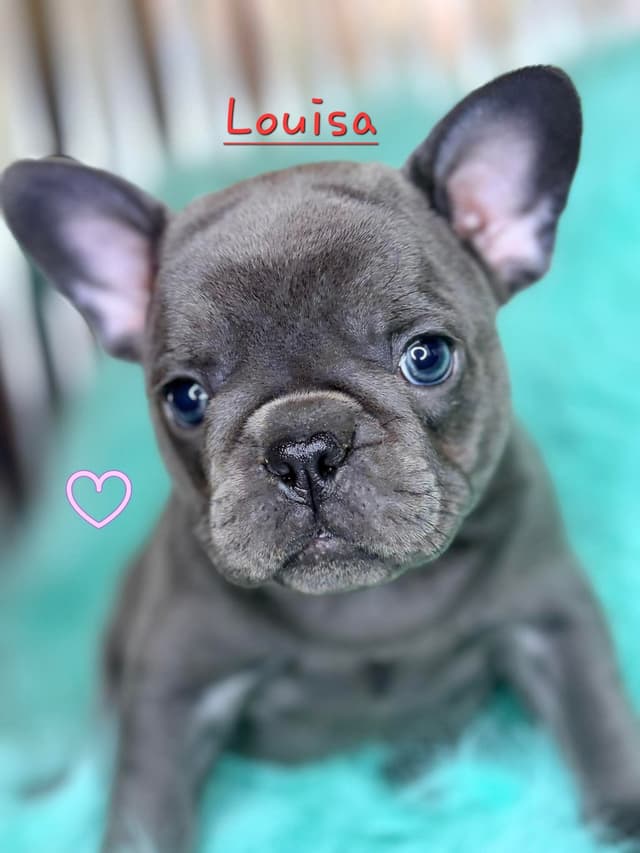 French Bulldog Puppies media 16