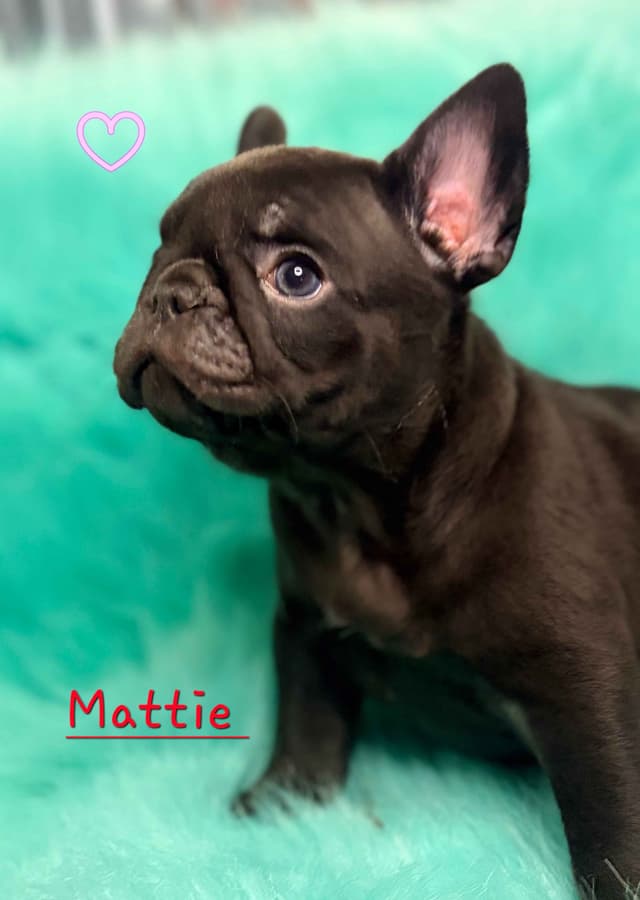 French Bulldog Puppies media 20
