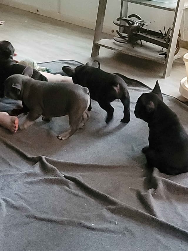 French Bulldog Puppies media 22